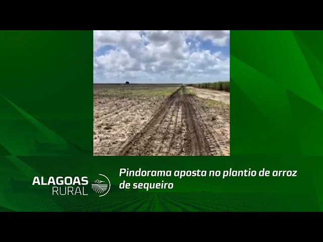 Pindorama aposta no plantio de arroz de sequeiro