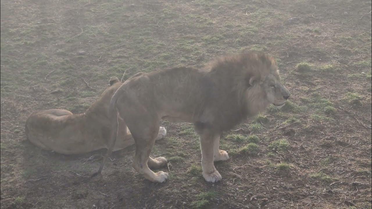 Тайган последние видео сегодня с татьяной алексагиной. Парк со львами в Крыму Тайган.