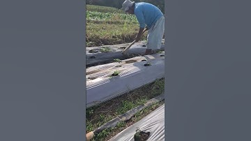 Smart Tricks from Great Farmers for Loosening Soil Using Simple Tools with Ease #shorts