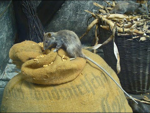 Krysa obecná (Rattus