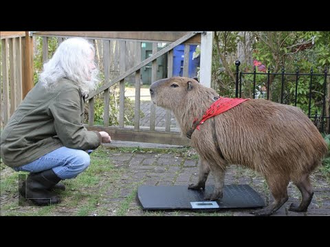 Video: Quienes Son Los Capibaras