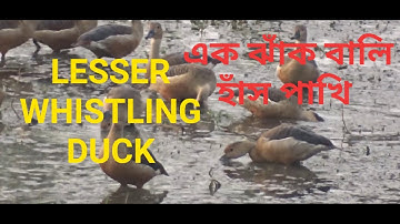 এক ঝাঁক বালিহাস বা বন্য হাঁস পাখি LESSER WHISTLING DUCK
