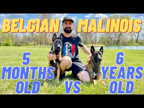 MY TWO BELGIAN MALINOIS! TRAINING TIPS & SHOWCASE!! 6 YEARS OLD VS 5 MONTHS OLD // ANDY KRUEGER