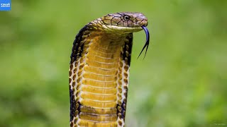 Королевская Кобра – благородная, умная и смертельно ядовитая змея!