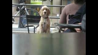 A Dog B - 森Sing情歌