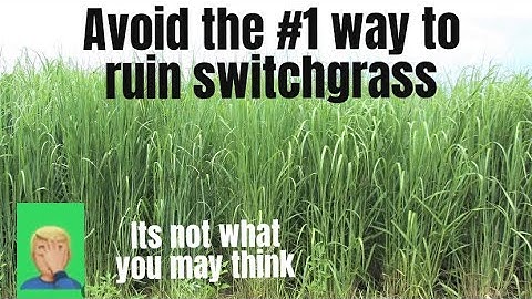 THE TOP SWITCHGRASS PLANTING TIPS