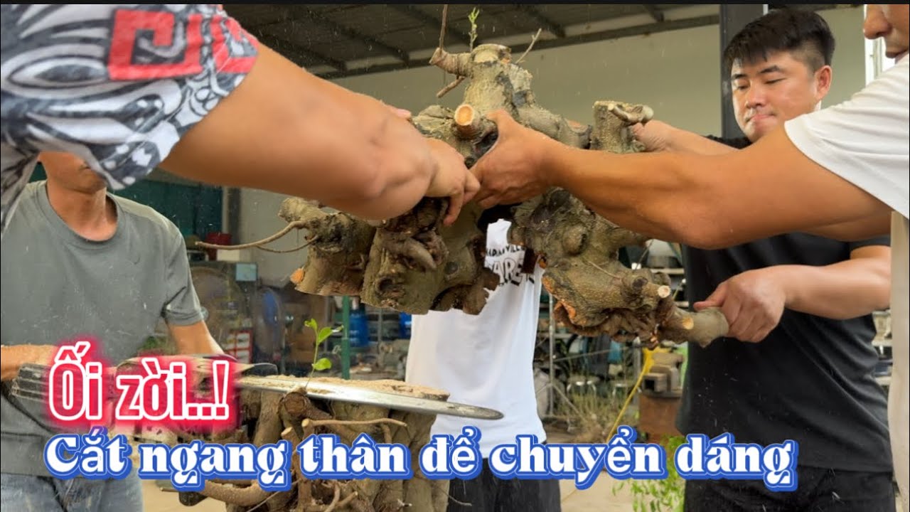 Namle bonsai | Ối zời..! Nhát cắt ngang thân. Định hình cây si giúp em Hoàng Bắcbling