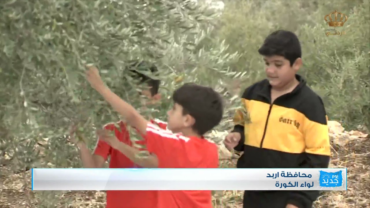 Прямая трансляция из провинции Ирбид, округа Аль-Кура, Бейт-Идис: сбор оливок