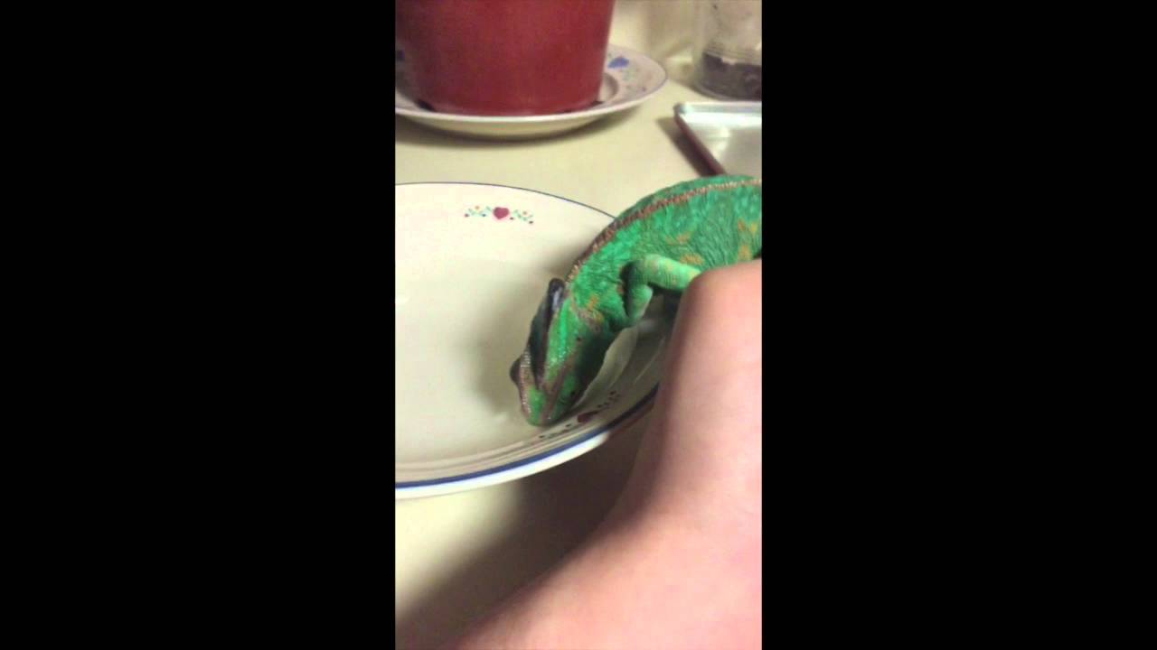 Can Chameleons Drink From a Bowl?
