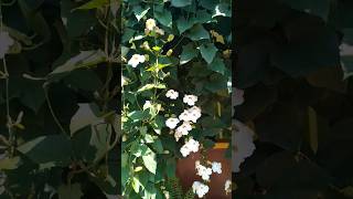 Tanaman Hias  Bunga Juntai Thunbergia Bunga Madia Putih