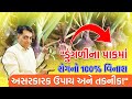 "ડુંગળીના પાકમાં રોગનો 100% વિનાશ: અસરકારક ઉપાય અને તકનીક!"