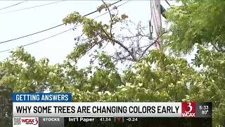 Getting Answers Why some maple trees are losing leaves early