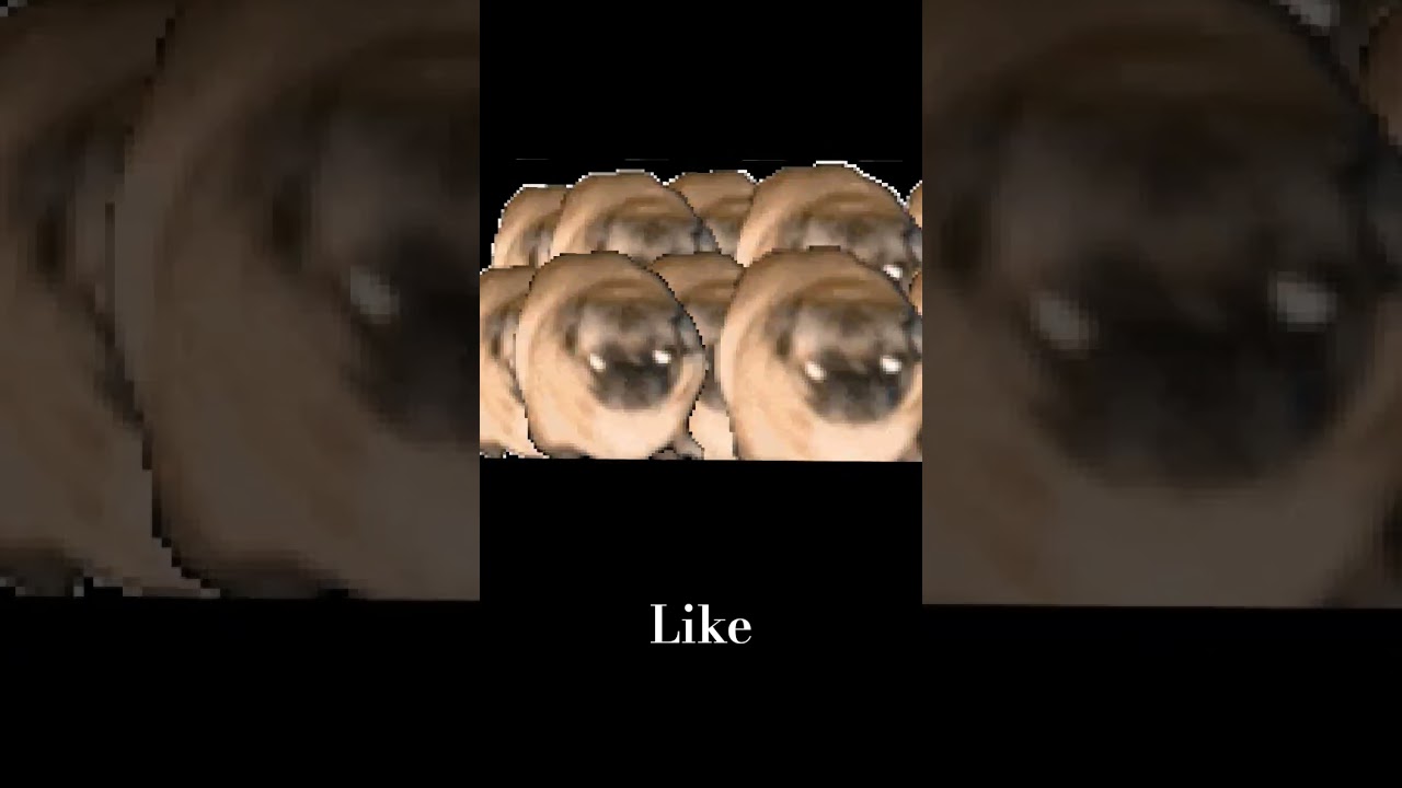 pug - YouTube