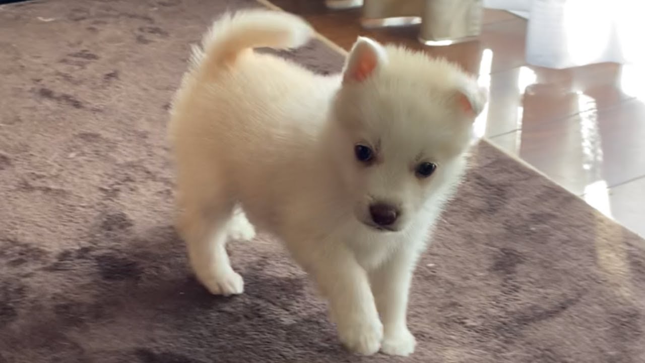 柴犬 と ハスキー の ミックス