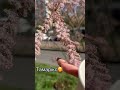 Тамарікс