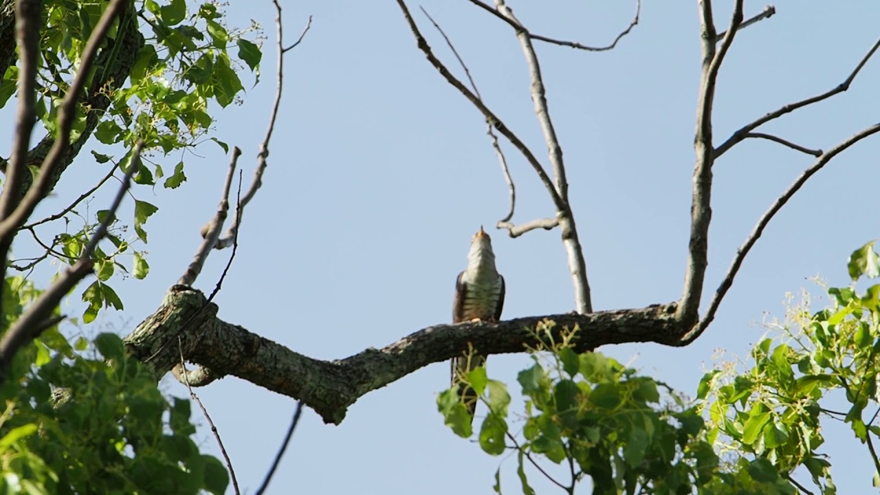 Japan Image ほととぎす 鳴き声 Japan Image ほととぎす 鳴き声