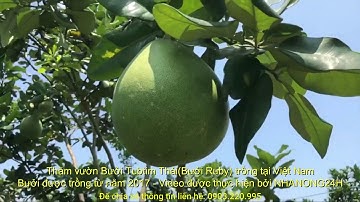 Vườn Bưởi Tubtim Thái (Bưởi Ruby) lớn nhất Việt Nam