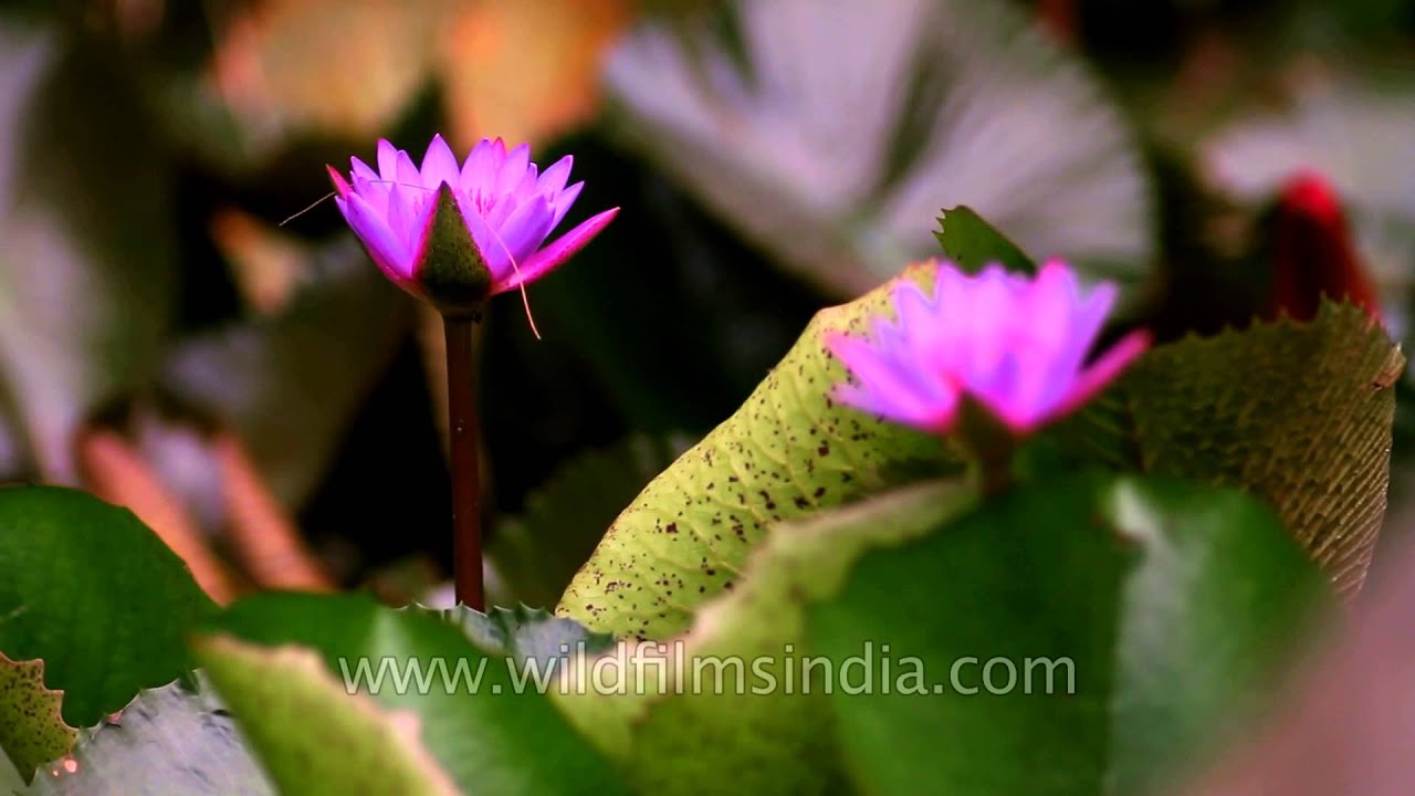The purple-flowered Nymphaea nouchali