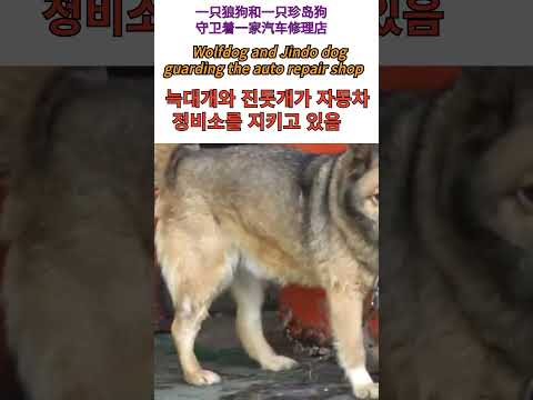 늑대개와 진돗개가 자동차 정비소를 지키고 있음..Wolfdog and Jindo dog guarding the auto repair shop..一只狼狗和一只珍岛狗守卫着一家汽车修理店
