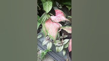 How to make your Caladiums colorful