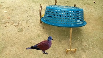 Unbelievable Bird Trap Using Blue Basket - Easy Bird Trap //2021