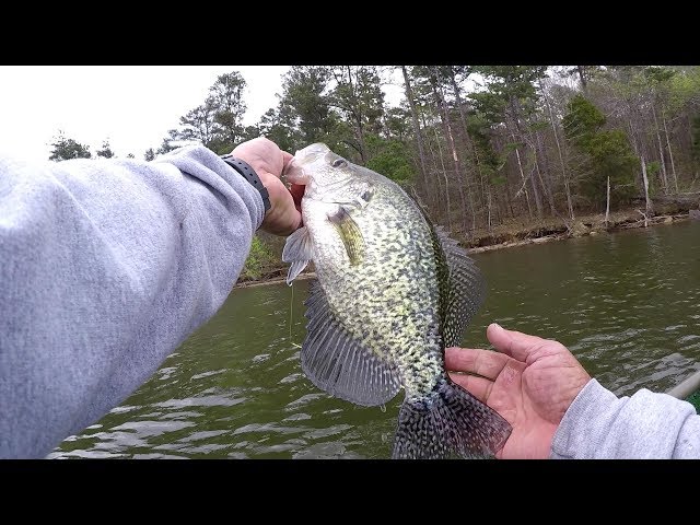 Crappie Fishing With The 2.5Mag Slab Tail! 