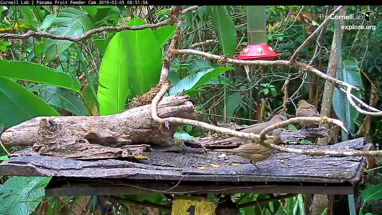 White-tipped Dove Foraging On The Feeder – Feb. 5, 2019 