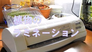 植物をラミネート加工してみました