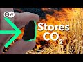 Biochar: A Potential Solution for Climate Change?