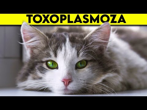 Video: Toxoplasmoza La Pisici