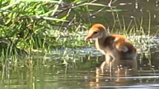 Dayold sandhill crane babies discover water