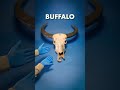 I Was Wrong About Buffalo Mp3 Song