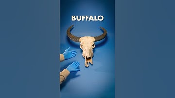 I Was Wrong About Buffalo