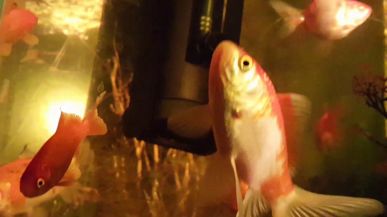 The fish ballet - YouTube