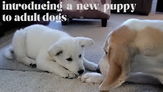 How to Introduce a Puppy to Adult Dogs by Pup to Perfection 141 views 2 years ago 11 minutes, 47 seconds