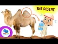Desert Ecosystems and Their Challenges
