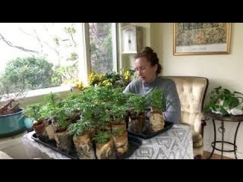 Video: Sunroom Veggie Garden – Uzgoj povrća u sunčanoj sobi zimi