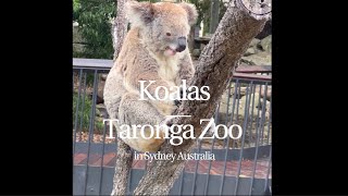 타롱가동물원에 사는 코알라.너무귀엽다. I went to see koalas! Awake koalas at Taronga Zoo Sydney Australia