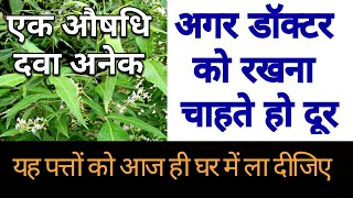 NIRGUNDI Benefits - Five leaved chaste tree - nirgundi oil - nirgundi powder