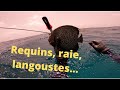 Chasse sous marine incroyable  requins poissons langoustes 