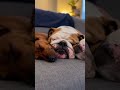 Snooze Jams #puppy #funny #cute #love #animalshorts
