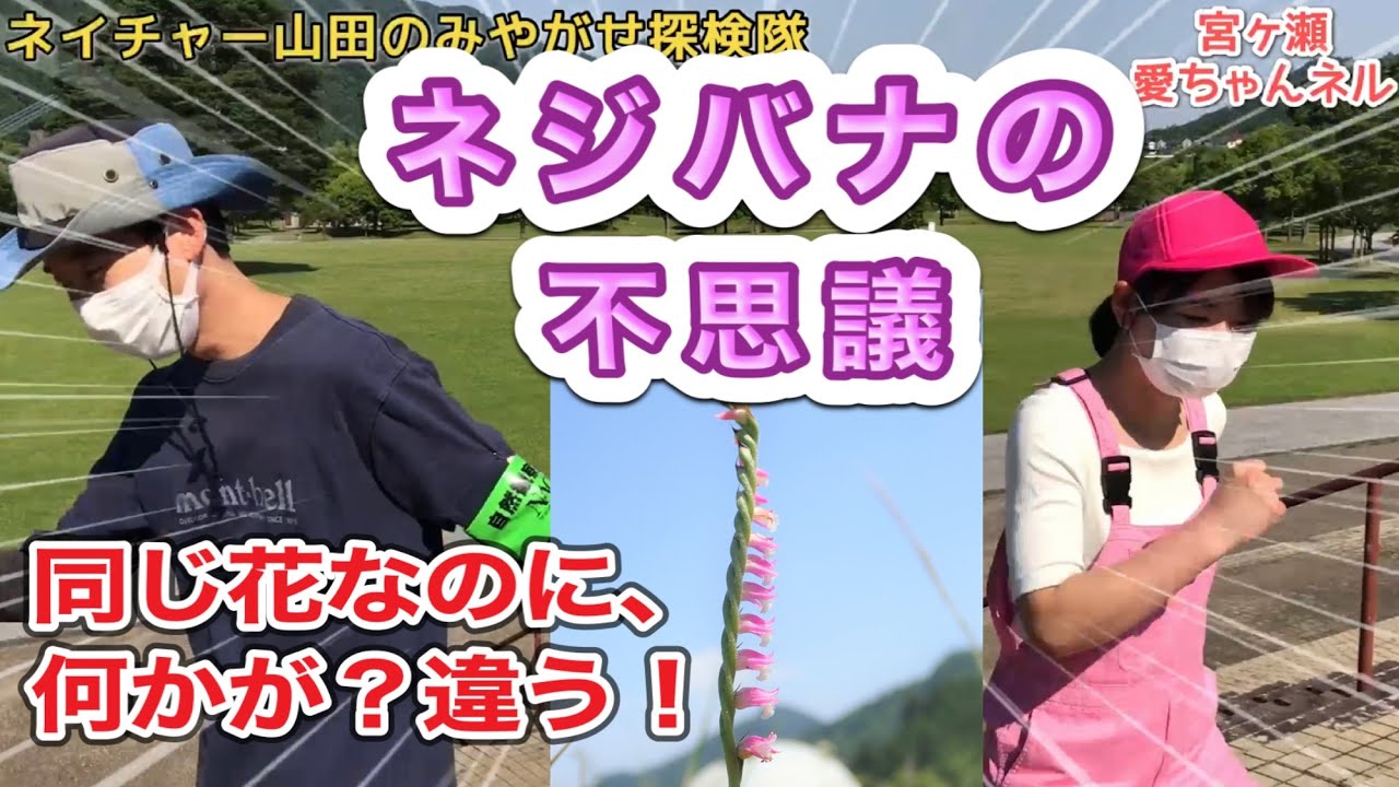 ネジバナの不思議【ネイチャー山田のみやがせ探検隊第7回】 - YouTube