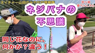 ネジバナの不思議【ネイチャー山田のみやがせ探検隊第７回】