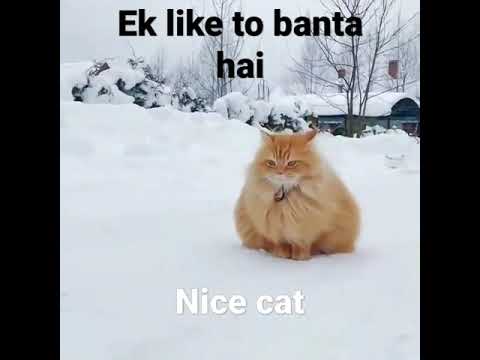 Nice and cute cat 🐱🐱🐱in ice nature whatsApp status video...