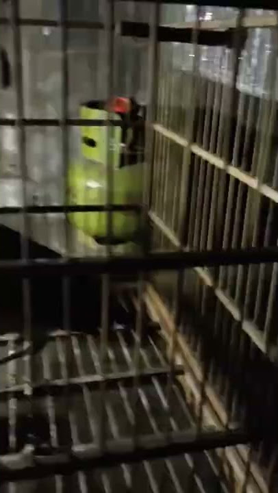 masteran burung variasi siulan indonesia raya