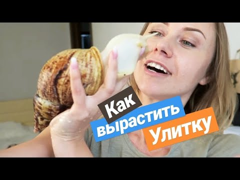 КАК ВЫРАСТИТЬ САМУЮ БОЛЬШУЮ УЛИТКУ? СМОТРЕТЬ ДО КОНЦА!