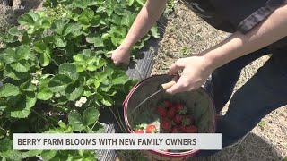 Berry farm blooms with new family ownership