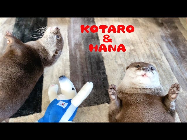カワウソコタローとハナ アザラシみたいにおやつをねだるカワウソ　Otter Kotaro&Hana Eating Treats Like Seals