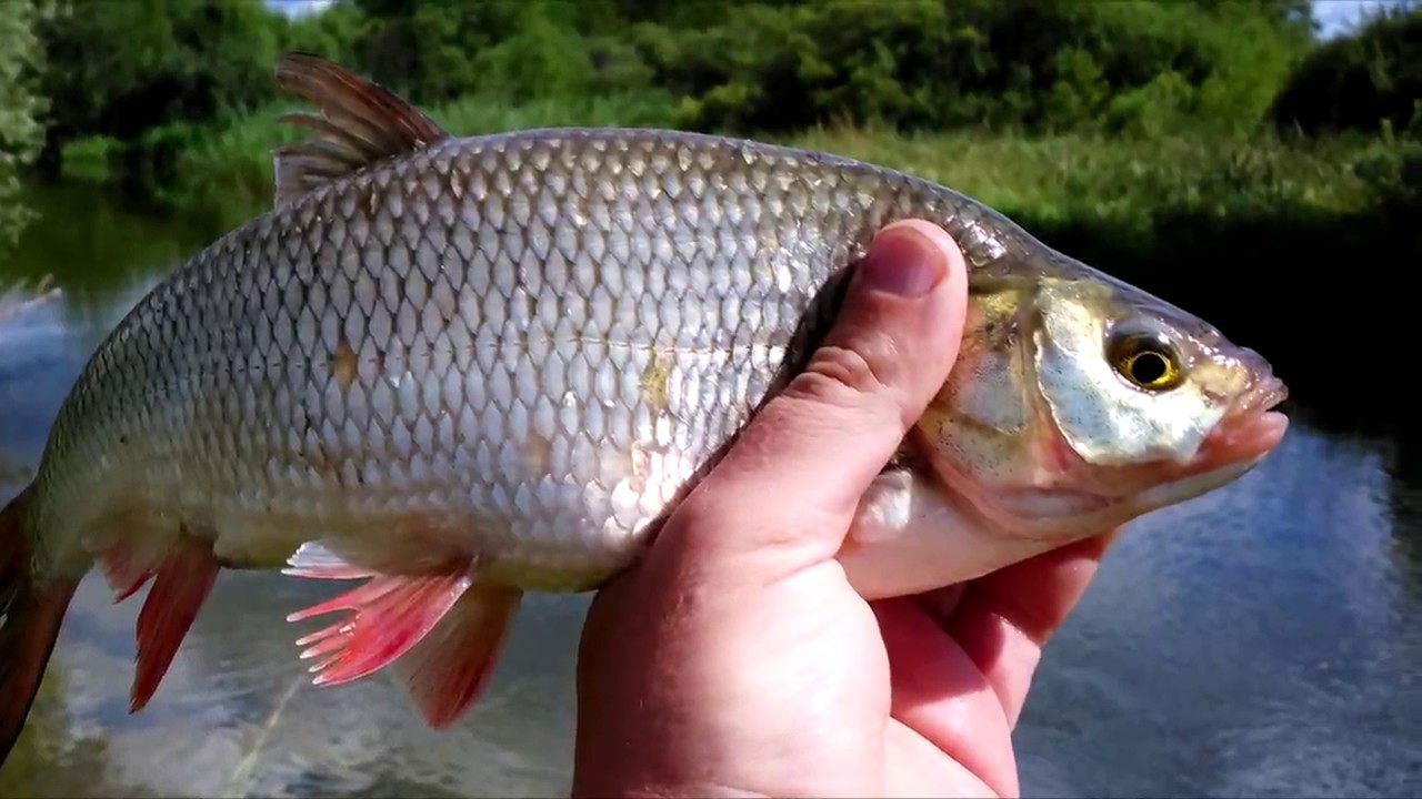 летняя рыбалка на плещеевом озере видео