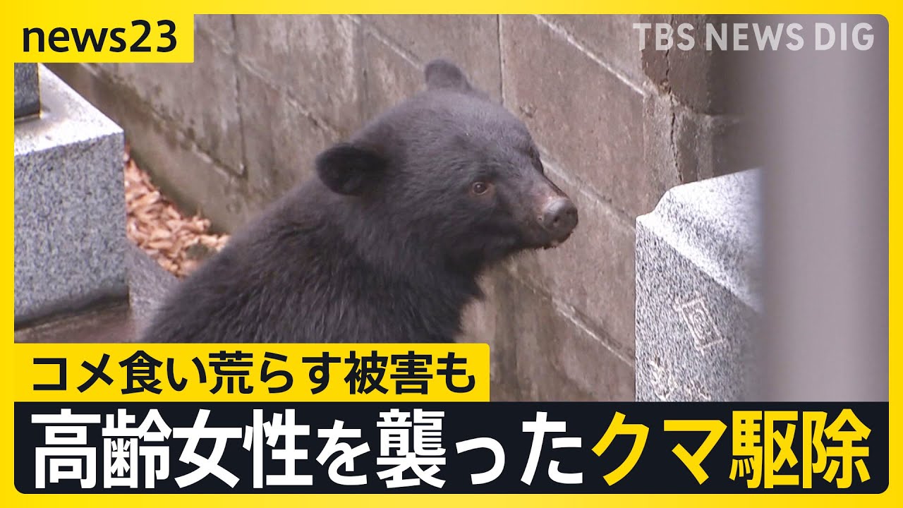 値下♪①※くまは売り切れました 81歳女性襲ったクマ駆除か 今年4～6月で1500件以上…岩手で相次ぐクマ